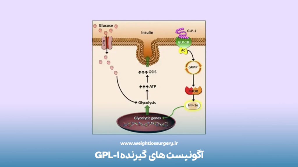 آگونیست های گیرنده GPL-1